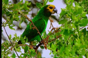 Poicephalus flavifrons (gulpannad papegoja)